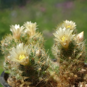 DSC02558Mammillaria prolifera