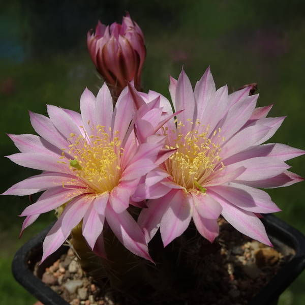 DSC02559Echinocereus pulchellus