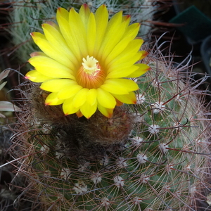 DSC02566Parodia sanagasta