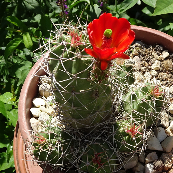 DSC02575Echinocereus triglochidiatus