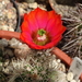 DSC02579Echinocereus hybr.