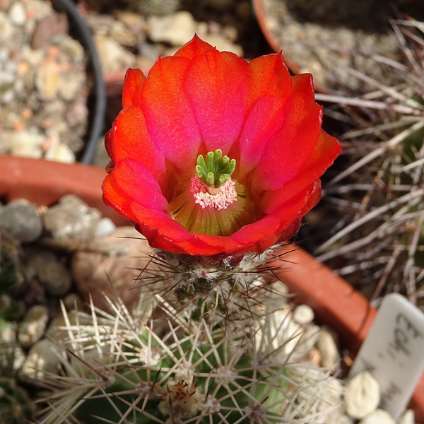 DSC02579Echinocereus hybr.