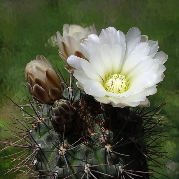 DSC02581Gymnocalycium gibbosum v. nobile