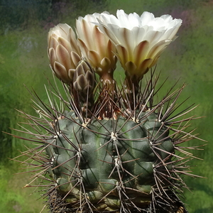 DSC02582Gymnocalycium gibbosum v. nobile