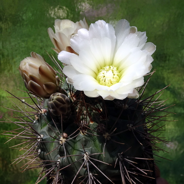 DSC02583Gymnocalycium gibbosum v. nobile