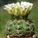 DSC02585Gymnocalycium multiflorum