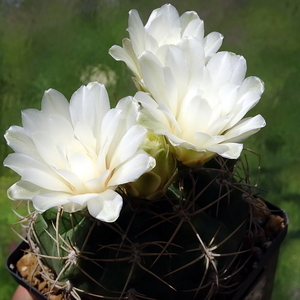 DSC02586Gymnocalycium multiflorum