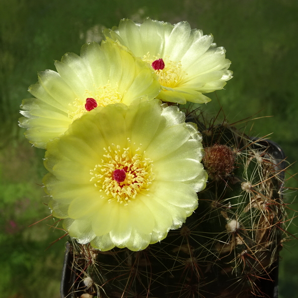 DSC02589Notocactus glaucinus HU 779