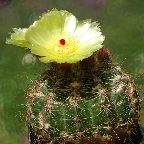 DSC02590Notocactus glaucinus HU 779