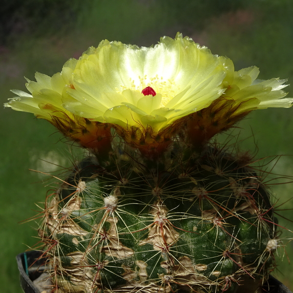 DSC02591Notocactus glaucinus HU 779