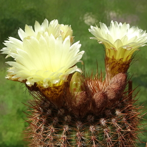 DSC02595Notocactus