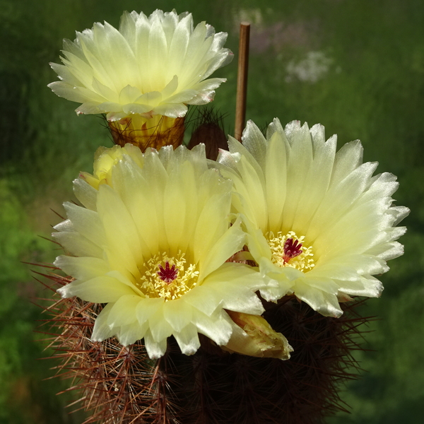 DSC02596Notocactus