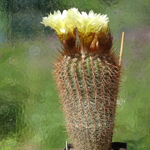 DSC02597Notocactus