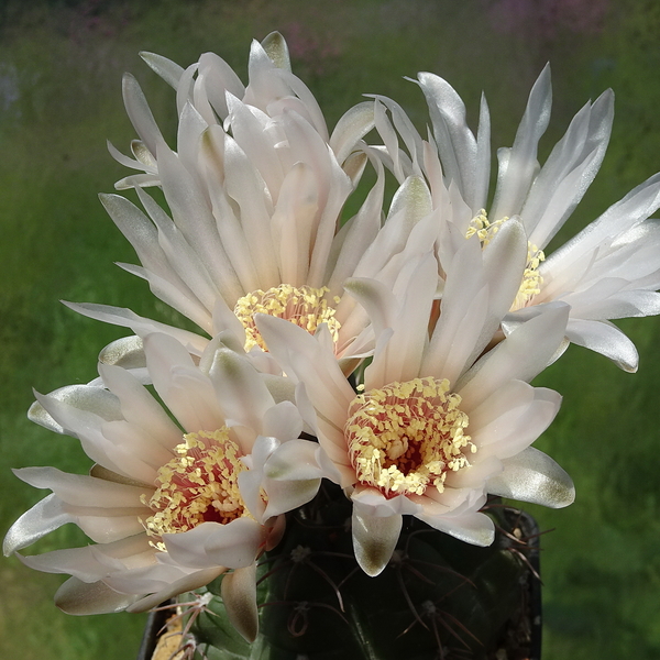 DSC02599Gymnocalycium poeschlii KFF 1158