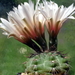 DSC02600Gymnocalycium poeschlii KFF 1158