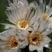 DSC02601Gymnocalycium poeschlii KFF 1158