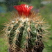 DSC02603Parodia sp.