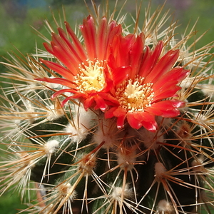 DSC02604Parodia sp.