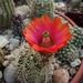 DSC02614Echinocereus hybr. Bailey SB211 xtroglochidiatus