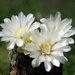 DSC02616Gymnocalycium multiflorum