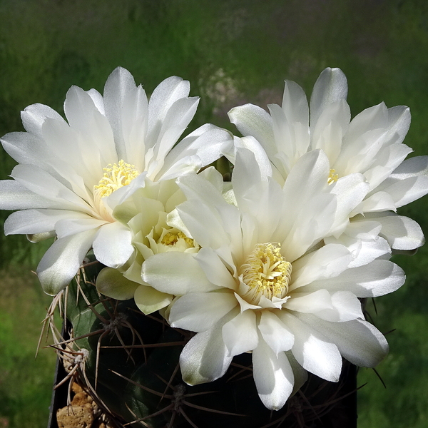 DSC02616Gymnocalycium multiflorum