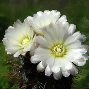 DSC02617Gymnocalycium gibbosum v. nobile