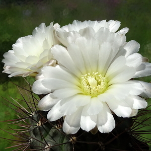 DSC02618Gymnocalycium gibbosum v. nobile