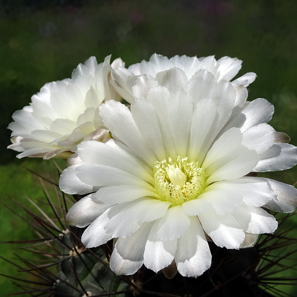 DSC02619Gymnocalycium gibbosum v. nobile