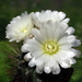 DSC02620Gymnocalycium gibbosum v. nobile