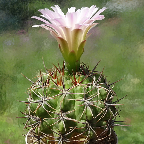 DSC02622Gymnocalycium achirasense