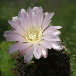 DSC02623Gymnocalycium achirasense