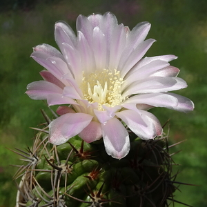 DSC02624Gymnocalycium achirasense