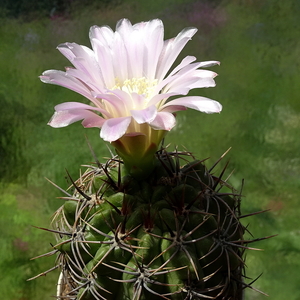 DSC02625Gymnocalycium achirasense