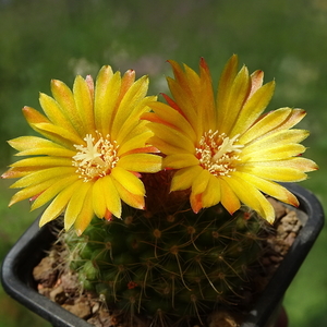 DSC02632Parodia weberiana TB422.1