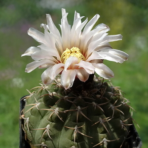 DSC02636Gymnocalycium ochoterenae v. cinereum