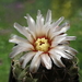 DSC02637Gymnocalycium ochoterenae v. cinereum