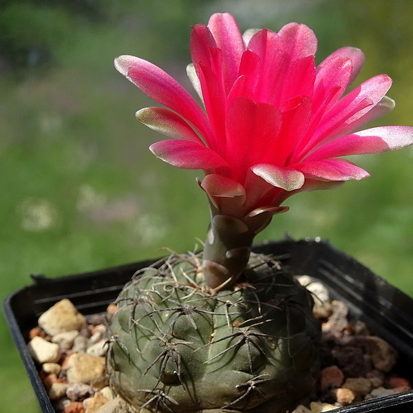 DSC02639Gymnocalycium baldianum Slaba