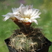 DSC02642Gymnocalycium kozelskianum