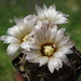 DSC02643Gymnocalycium kozelskianum