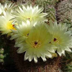 DSC02652Notocactus