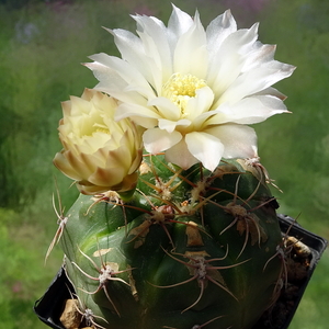 DSC02654Gymnocalycium denudatum