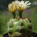 DSC02655Gymnocalycium denudatum