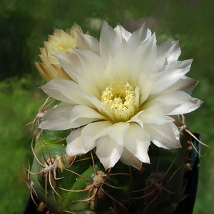 DSC02656Gymnocalycium denudatum