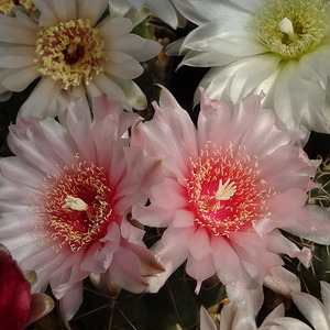 DSC02658Gymnocalycium ritterianum