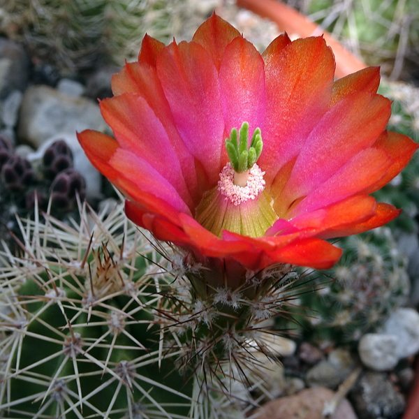 DSC02661Echinocereus hybr. Bailey SB211 xtroglochidiatus