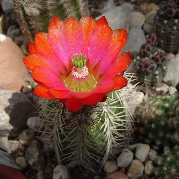 DSC02662Echinocereus hybr. Bailey SB211 xtroglochidiatus