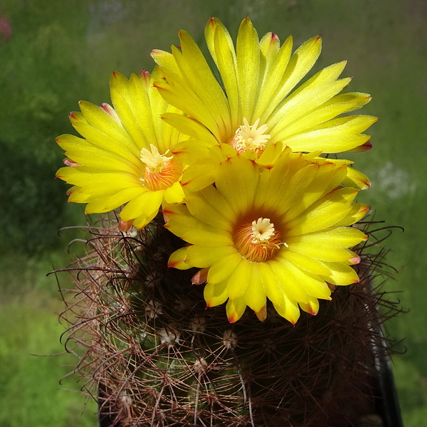 DSC02665Parodia sanagasta