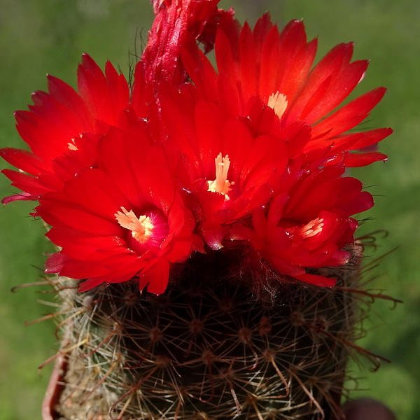 DSC02669Parodia glischrocarpa f. guachipasana TB416.1