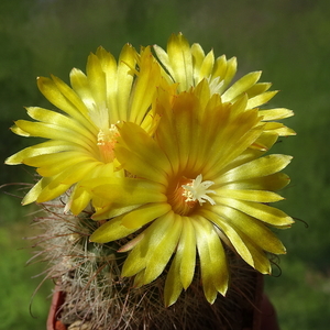 DSC02675Parodia riojensis TB459.3