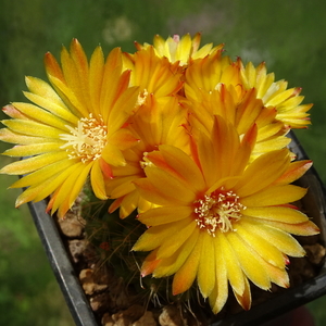 DSC02680Parodia weberiana TB422.1